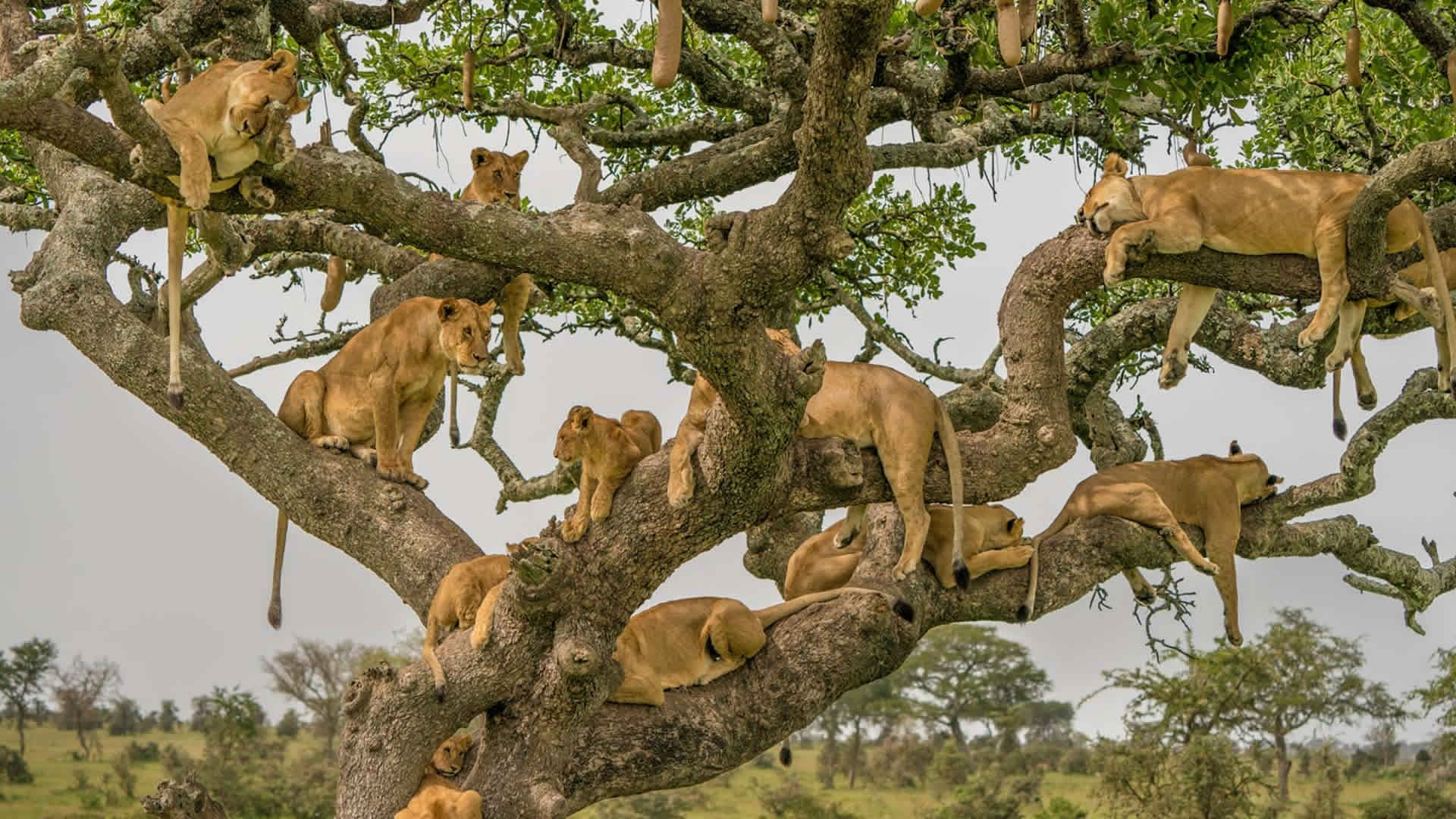 Serengeti Tanzania