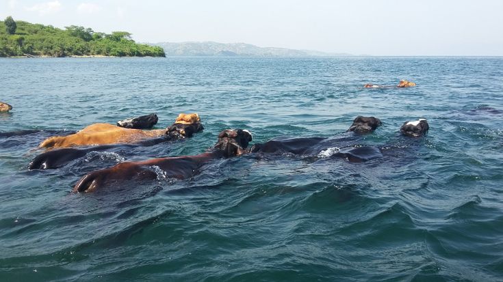 Swimming cows at Lake Kivu