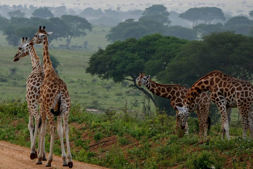 Pian Upe Wildlife Reserve