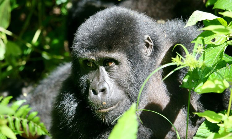 Gorilla Trekking Guide