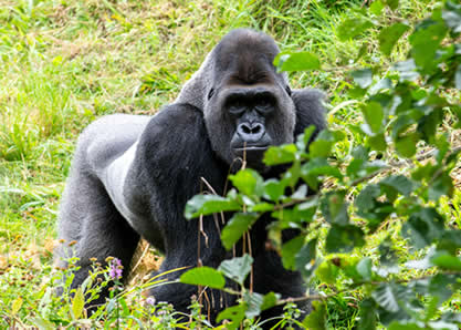 Gorilla Trekking Tours