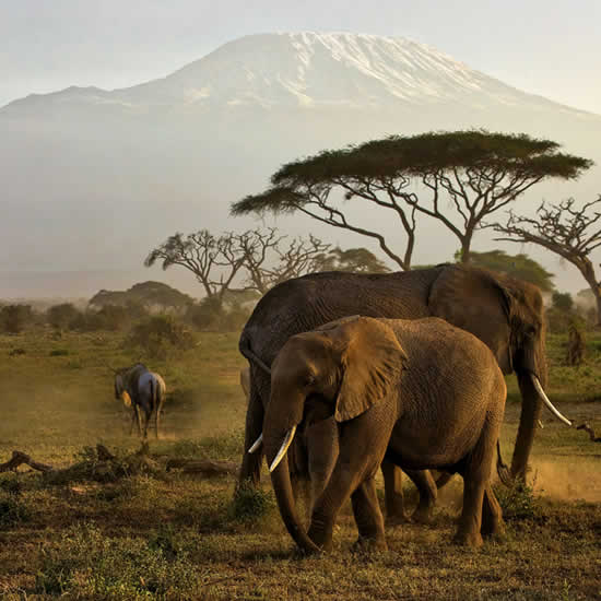 Amboseli National Park