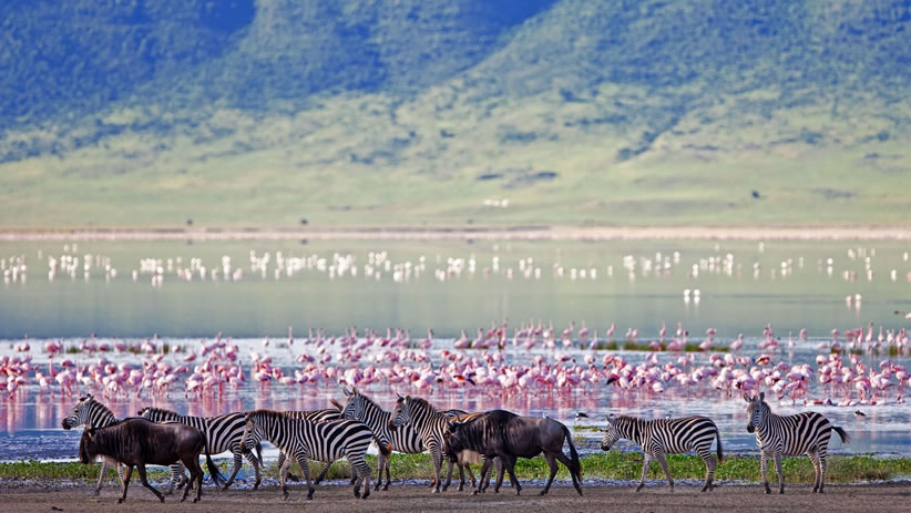 Ngorongoro Crater Safari