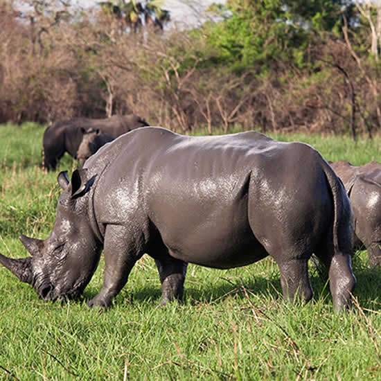 Akagera National Park