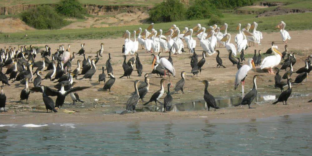 7-Day Rwanda Ultimate Safari