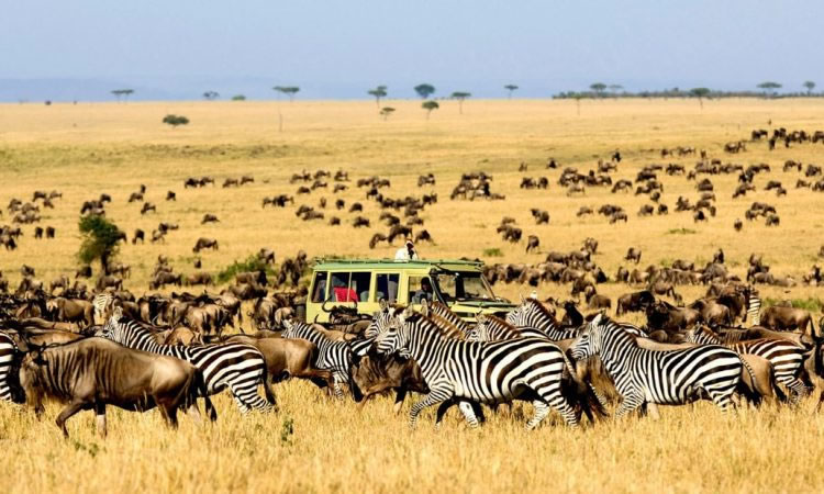 Serengeti Safari