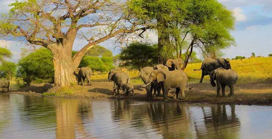 7-Day Classic Tanzania Safari