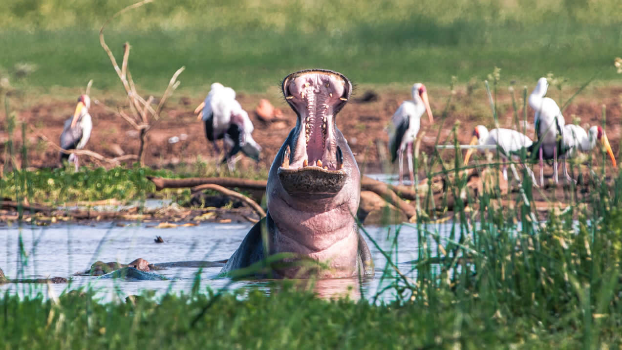 5-Day Northern Circuit Safari