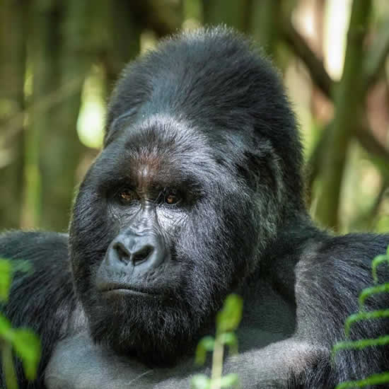 Bwindi Gorilla Trekking
