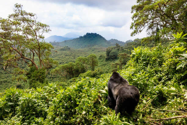 4 Days Gorilla Trekking & Wildlife Tour