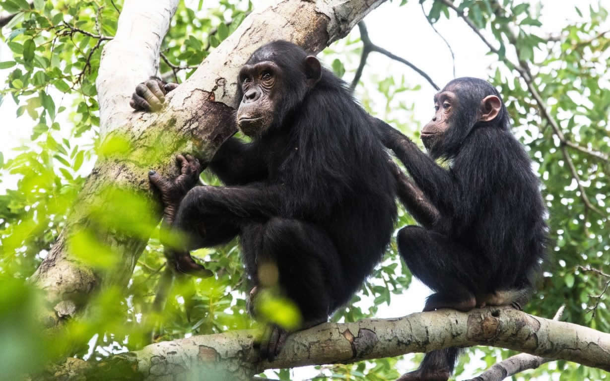 5 Days Uganda Primates Safari Tour