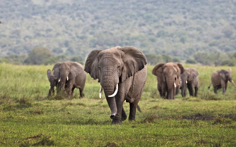 Wildlife Safari